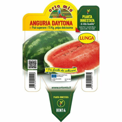 Anguria lunga "Daytona F1" innestata