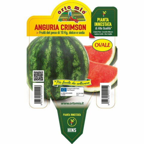 Anguria tonda/ovale crimson F1 innestata