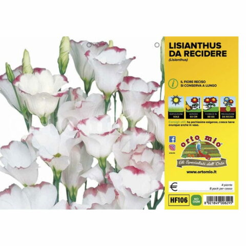 Lisianthus (da recidere)
