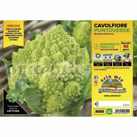 Cavolfiore romanesco precoce "Puntoverde F1"