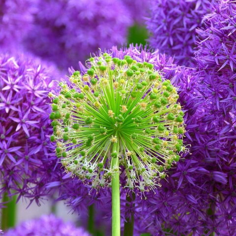 Allium hybrid