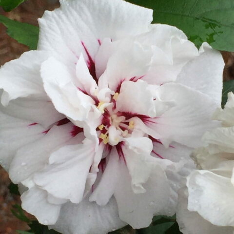 Hibiscus syriacus "Speciosus"
