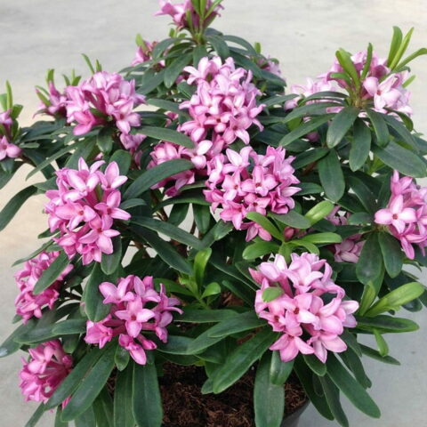 Daphne x transatlantica "Pink Fragrance"
