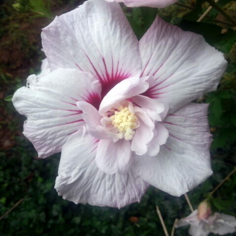 Hibiscus syriacus "Leopoldii"