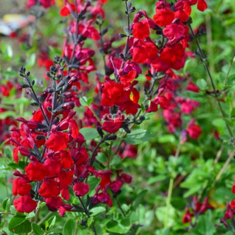 Salvia microphylla "Rve Rouge"