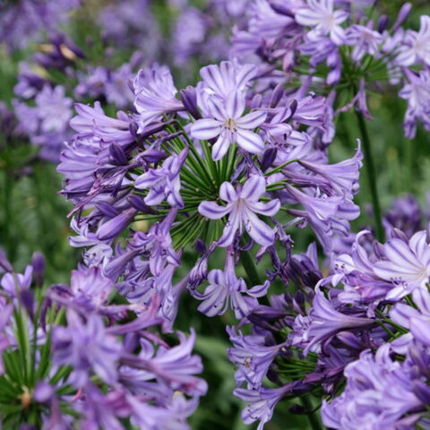 Agapanthus "Poppin Star"