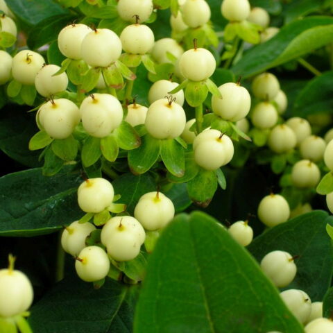Hypericum x inodorum "Magical White"