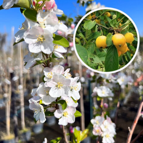 Malus x robusta "Yellow Siberian"