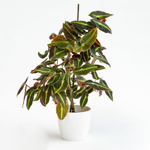 Begonia listada