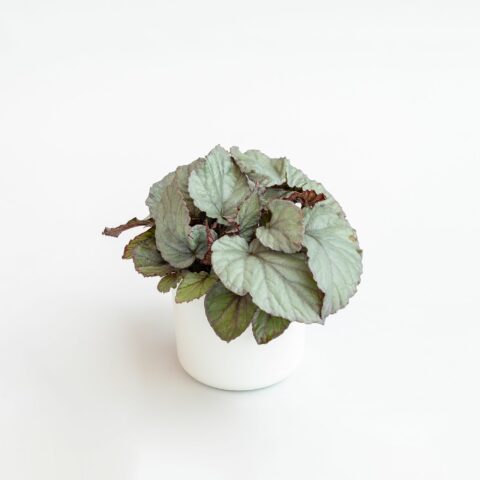 Begonia "Magic Colours Bolero"