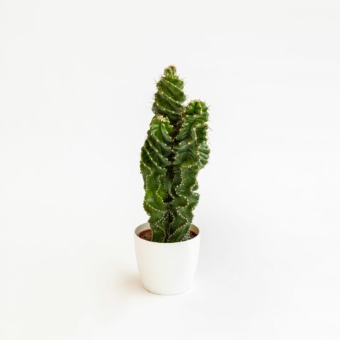 Cereus forbesii "Spiralis"