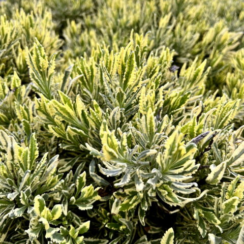 Lavandula dentata "Variegata"