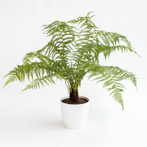 Dicksonia antarctica