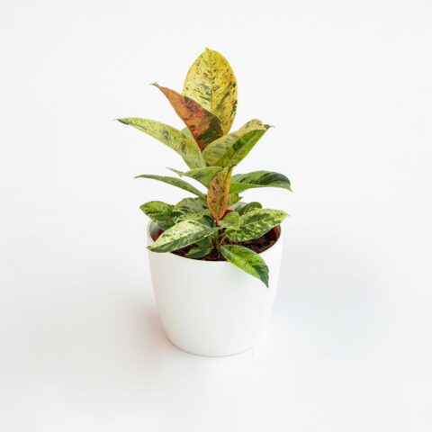 Ficus elastica "Shivereana"