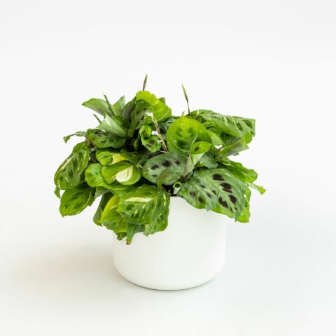 Maranta leuconeura "Kerchoveana Variegata"