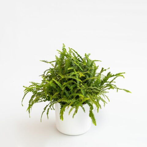 Nephrolepis cordifolia
