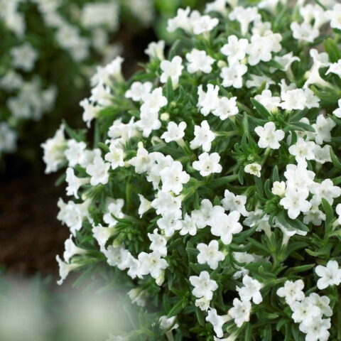 Lithodora diffusa "Alba"