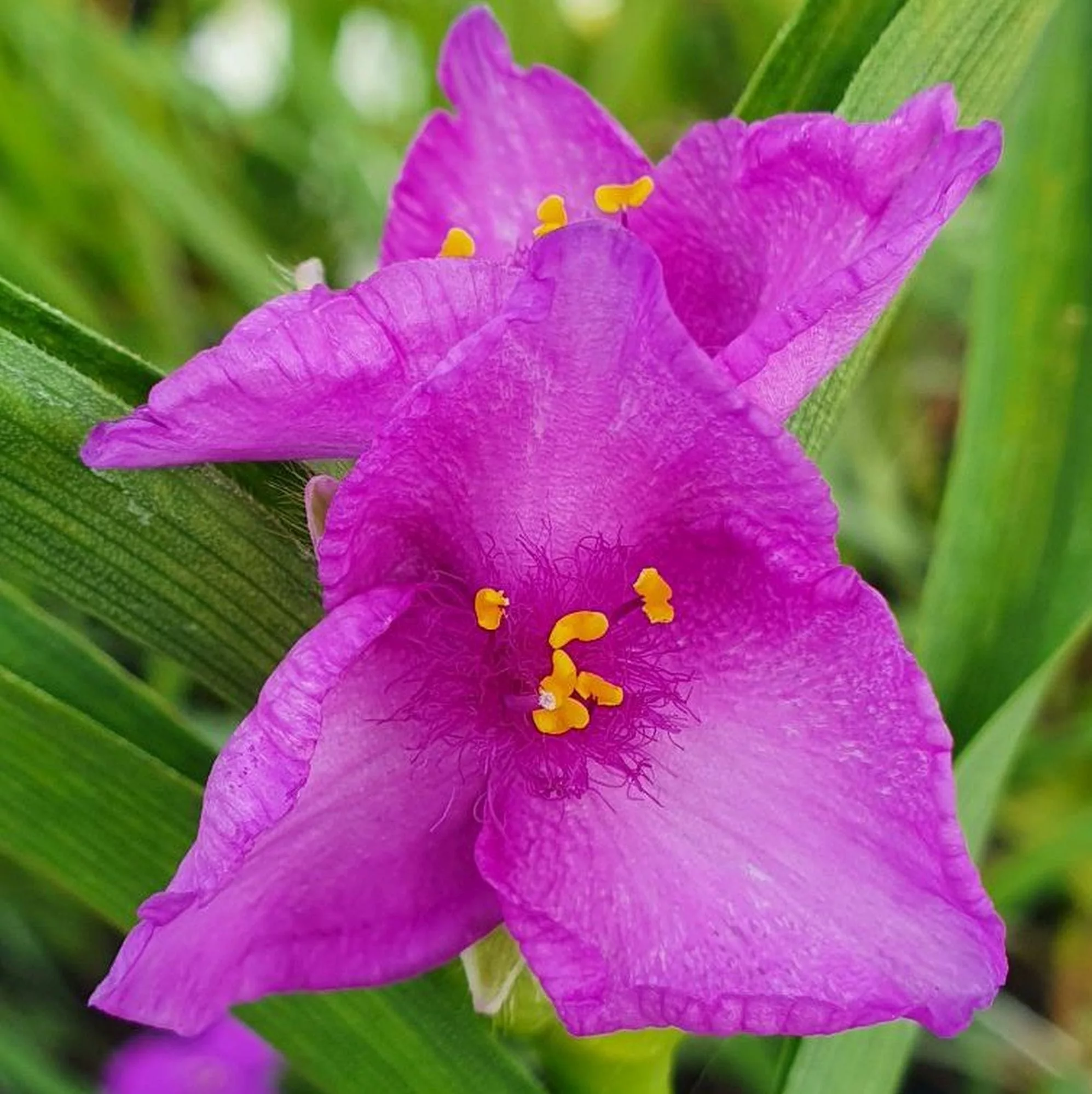 Tradescantia x andersoniana "Rubra"