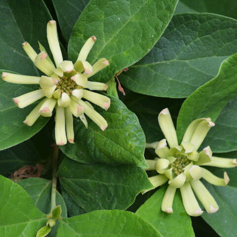 Calycanthus floridus "Athens"