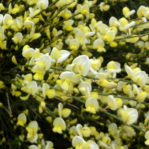 Cytisus x praecox