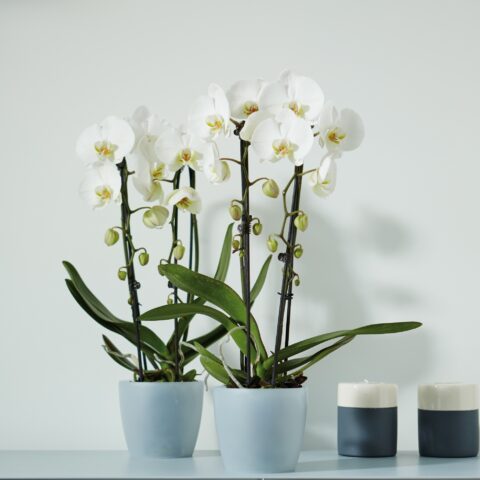 Vaso BRUSSELS ORCHID Elho