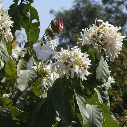 Jasminum angustifolium