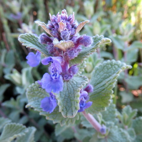 Nepeta racemosa
