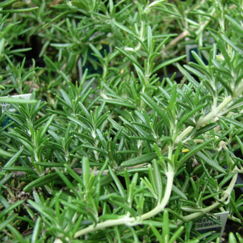 Rosmarinus officinalis "Prostratus"