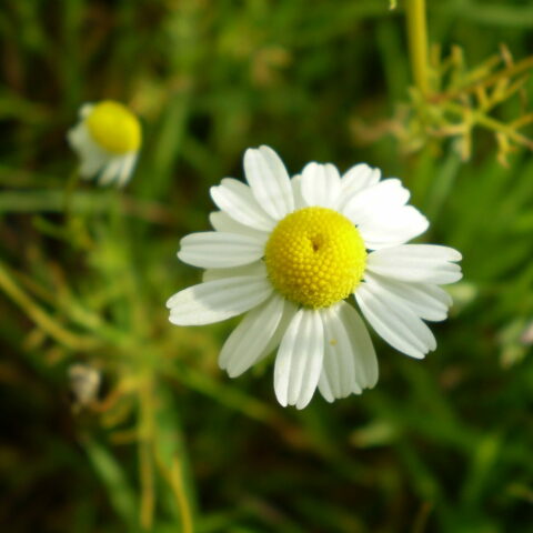 Camomilla