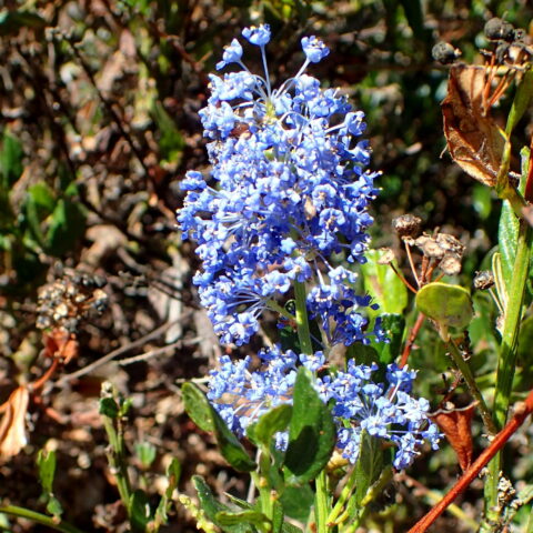 Ceanothus thyrsiflorus "Skylark"