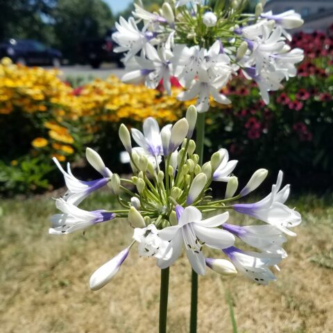 Agapanthus "Twister"