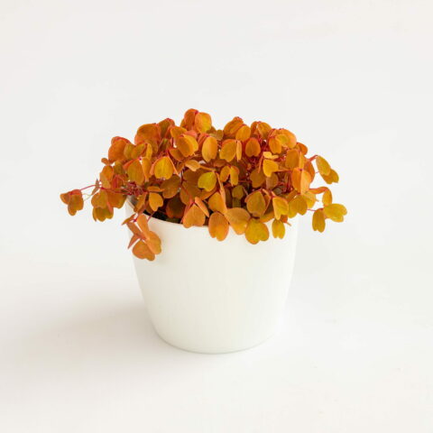 Oxalis spiralis ssp. vulcanicola "Sunset Velvet"