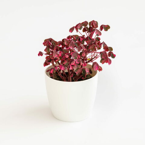 Oxalis spiralis ssp. vulcanicola "Pink"