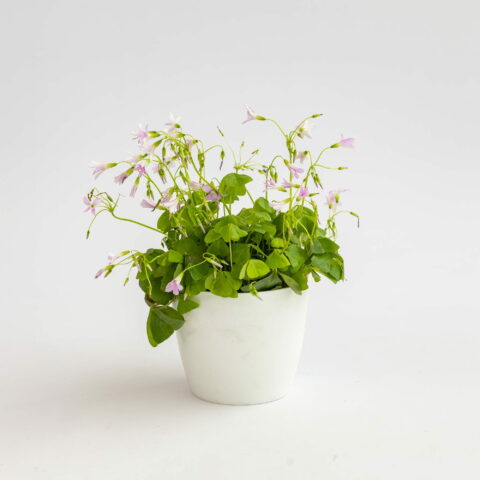Oxalis triangularis "Amber"