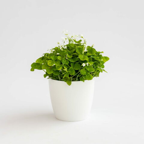 Oxalis triangularis subsp. papilionacea