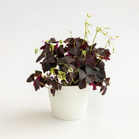Oxalis triangularis