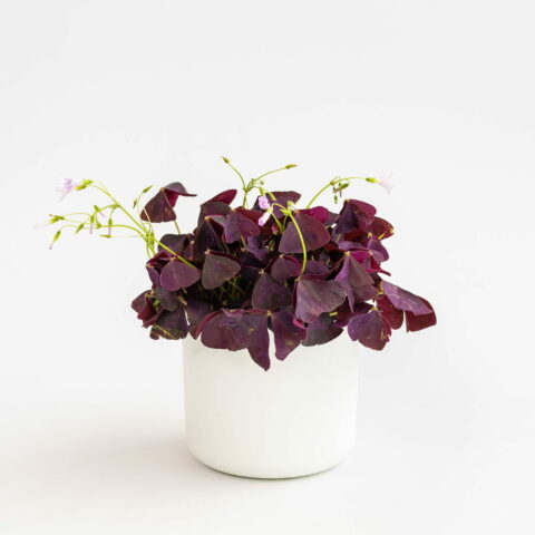 Oxalis triangularis "Mijke"