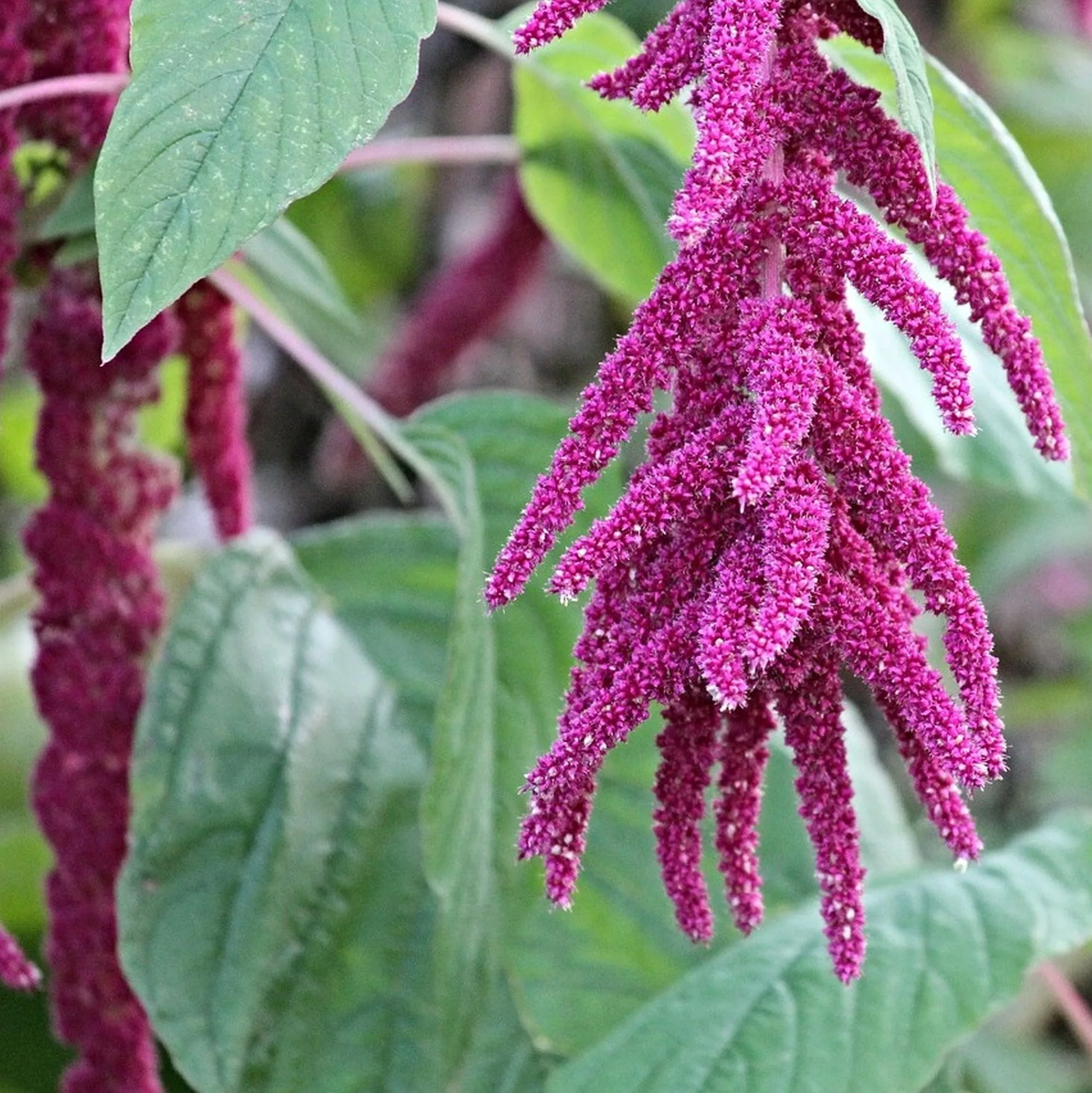 Amaranthus caudatus