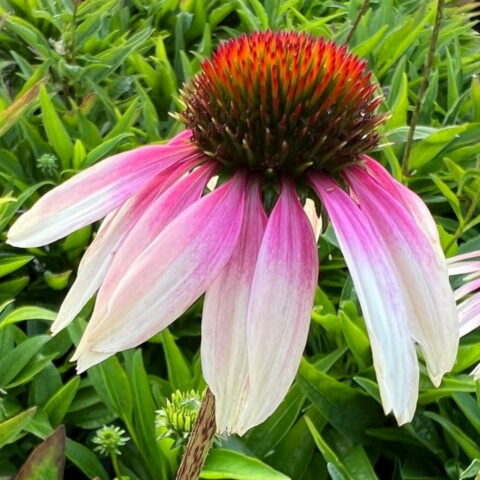 Echinacea purpurea "Sombrero Special White Purple"