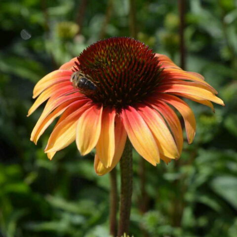 Echinacea purpurea "Sombrero Special Yellow Red"