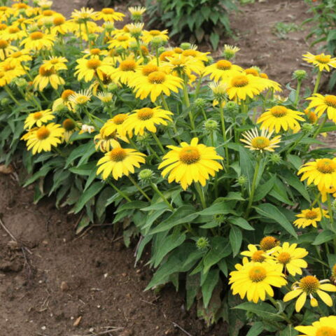 Echinacea purpurea "Sombrero Compact Lemon Yellow"