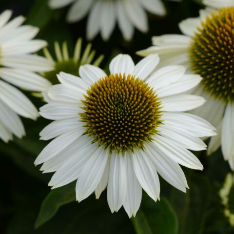 Echinacea purpurea "Sombrero Bianco"