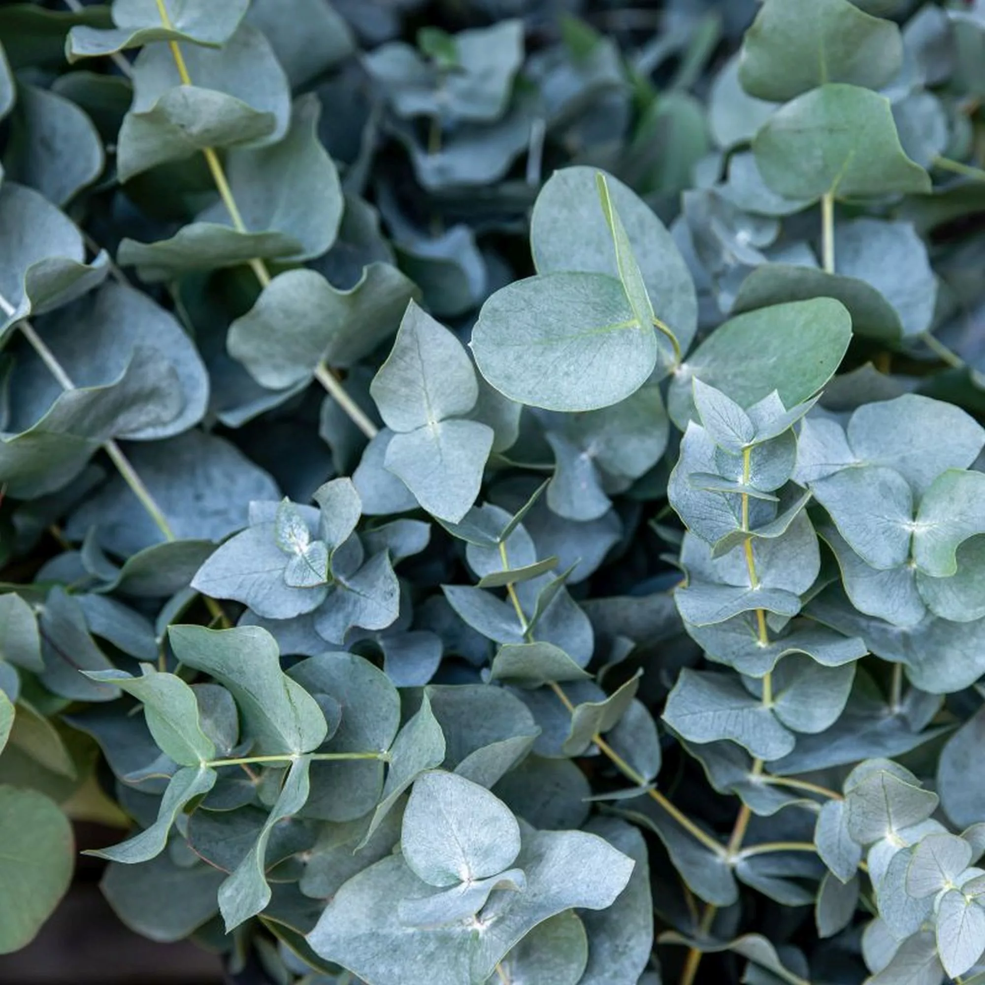 Eucalyptus "France Bleu"