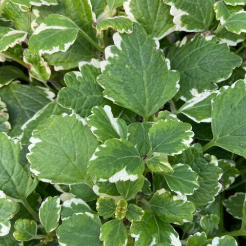 Plectranthus coleoides "Variegatus"