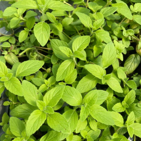 Menta "Banana"