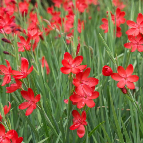 Schizostylis coccinea "Major"