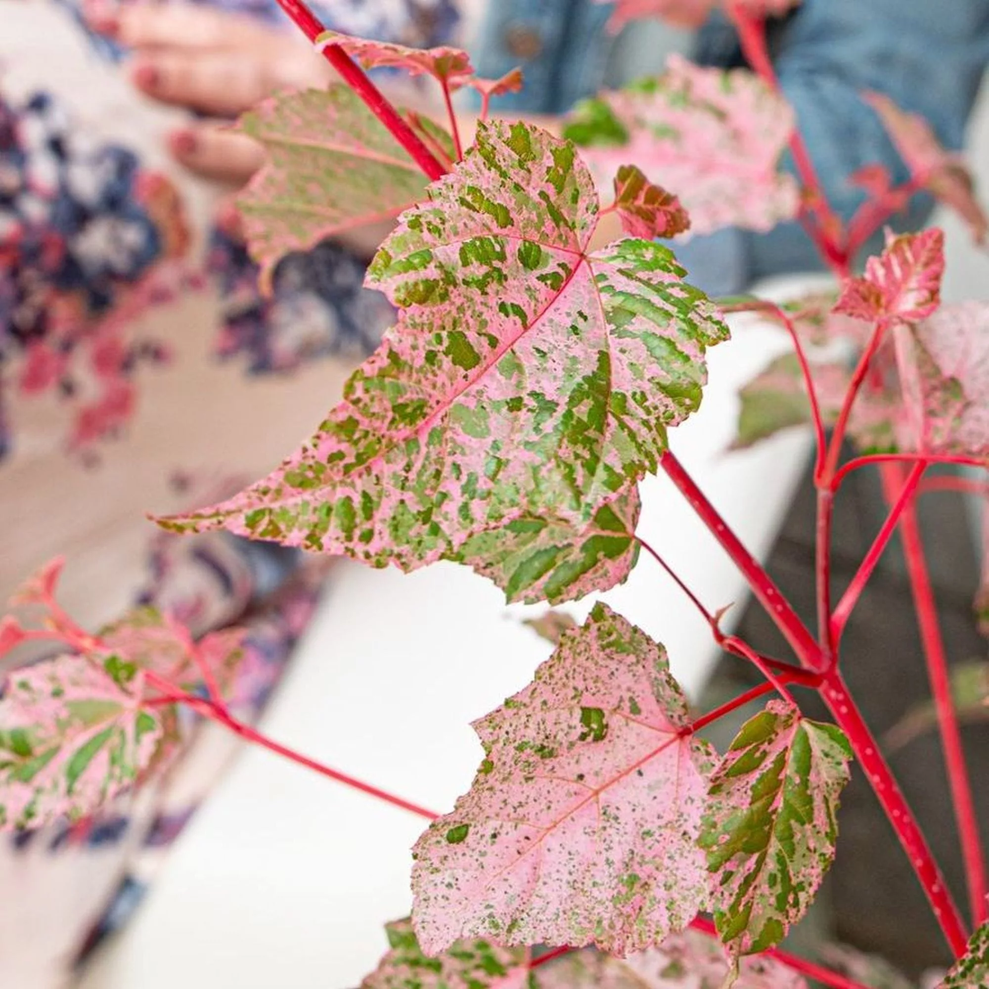 Acer x conspicuum "Red Flamingo"