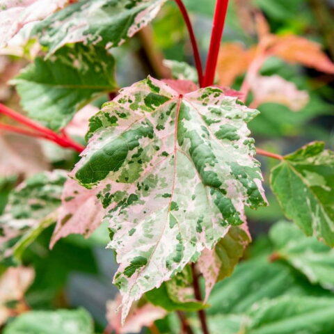 Acer x conspicuum "Red Flamingo"