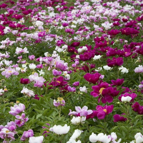 Paeonia (in mix di colori)