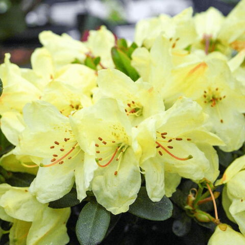 Azalea impeditum "Wren"